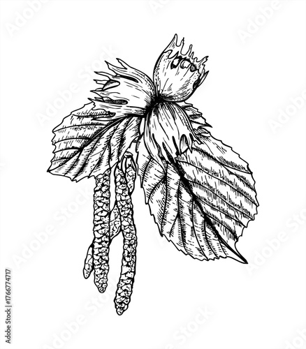 Hazel branch vector isolated illustration painted by black inks. Male catkins blossom, ripening nuts, leaves on tree etching drawing. Spring summer botanical graphic sketch for print, design