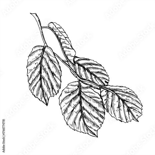Hazel leaves monochrome vector illustration painted by black inks. Etching drawing of foliage branch. Floral hand drawn composition for garden book design, poster, packaging decor, label