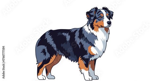 Australian shepherd dog standing profile, blue merle coat