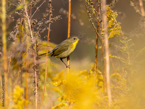 Common yellowthroat perched on a stem in a yellow wildflower prairie in fall