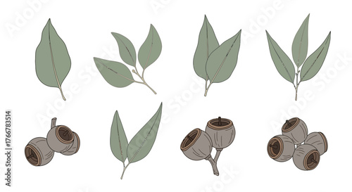 Collection eucalyptus leaves and gumnuts