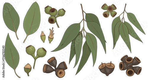 Detailed various eucalyptus leaves, buds, and gumnuts