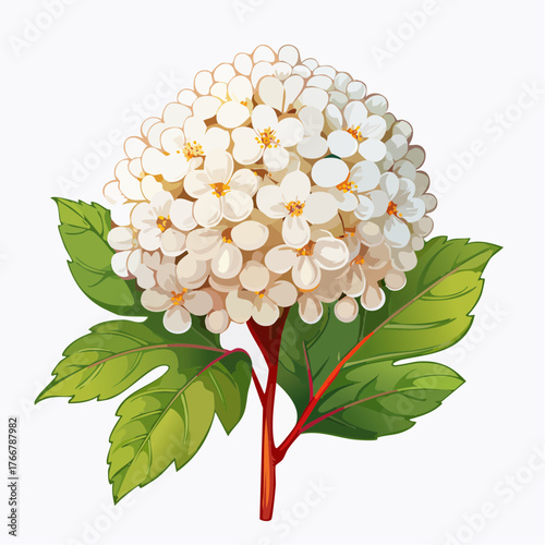White snowball viburnum flower with green leaves
