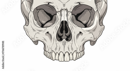 A detailed, front-facing illustration of a human skull, showcasing its intricate bone structure and nasal cavity.