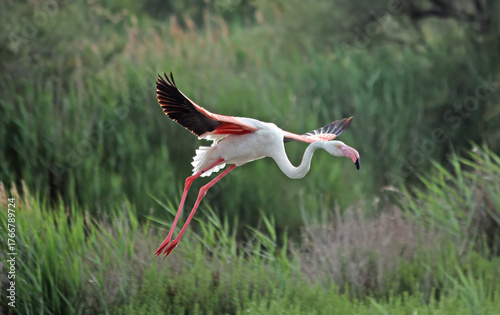 greater flamingo in flight