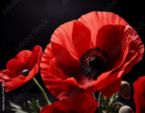 red poppies on black background remembrance day armistice day anzac day symbol