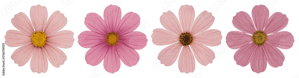 Fototapeta premium PNG Four pink cosmos flowers aligned, element set on transparent background
