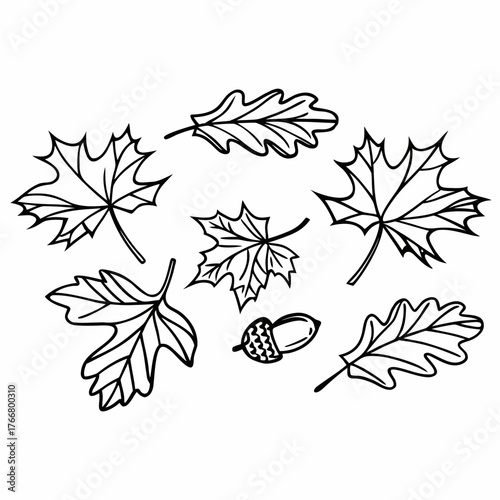 Collection of detailed line art autumn leaves (maple, oak) scattered on a pristine white background