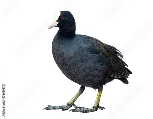 A dark-feathered bird stands with bright yellow feet, striking white forehead patch, and piercing red eye