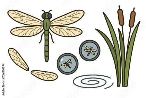 Green dragonfly insect with separate wings, cattail plants, and water surface ripples