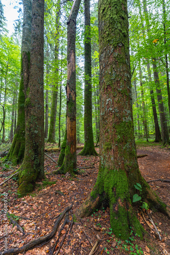 Fototapeta premium Forest trail through Apuseni woods