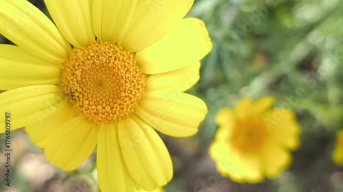 Yellow flower swaying in the air