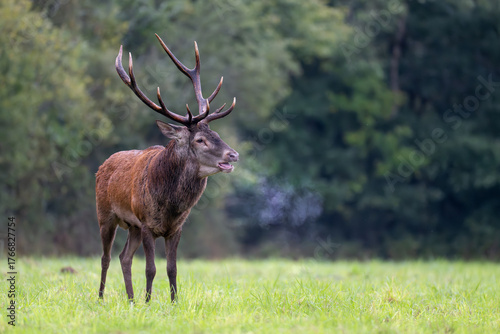 Fototapet Mature Red deer stag roaring in a plain during the rut with steam coming out of his mouth