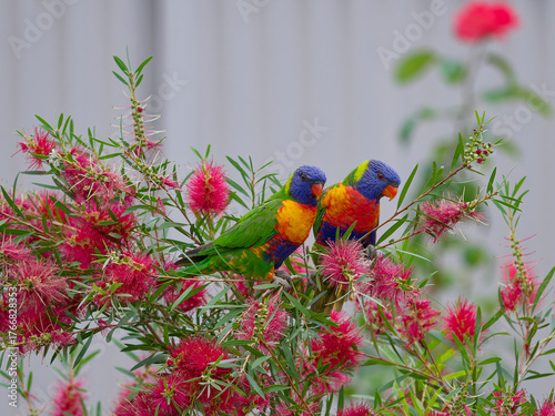 A pair of Rainbow Lorikeets (Trichoglossus moluccanus) in a backyard garden perched in a red flowering callistemon or bottlebrush shrub