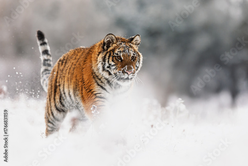 Bild auf Leinwand Young Siberian tiger Panthera tigris altaica walking through deep snow in cold w