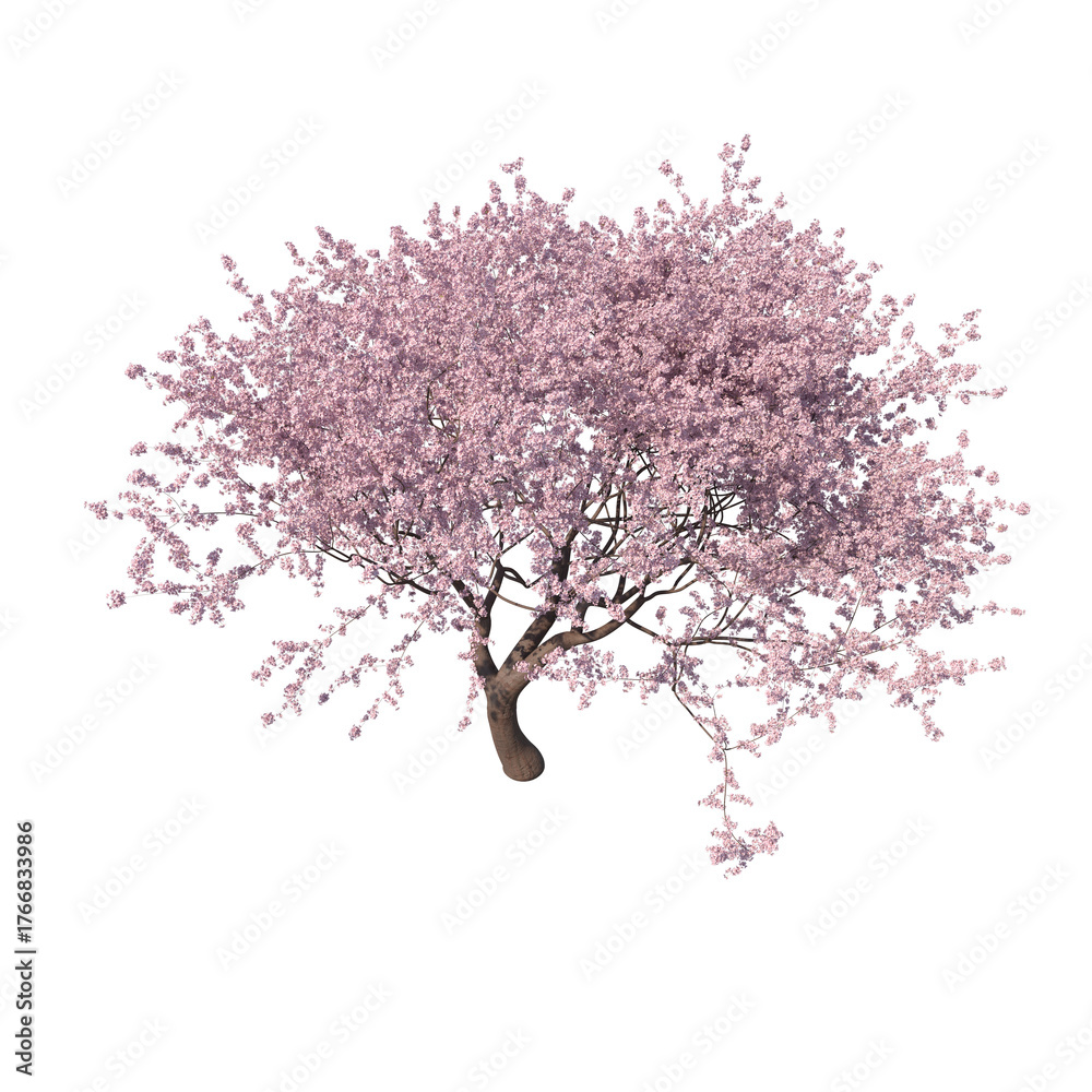 Fototapeta premium Blossoming sakura cherry tree isolated transparent background 3d rendering PNG 