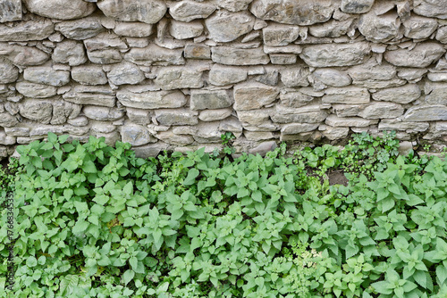 A background picture of wall made of stone and a small green plant growing next to it.