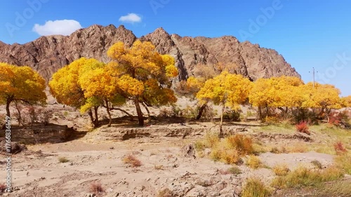 Gobi Desert Poplar Forest