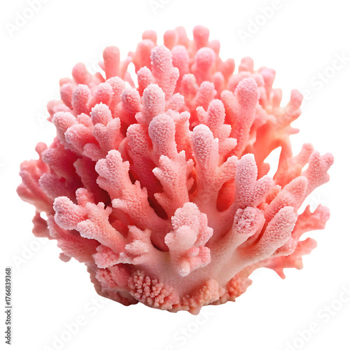 Close up of beautiful pink coral a marine invertebrate organism species
