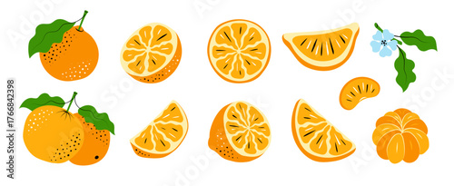 Orange and Mandarin Vector Set. Hand-Drawn Citrus Slices and Leaves. Colorful sketch illustration 