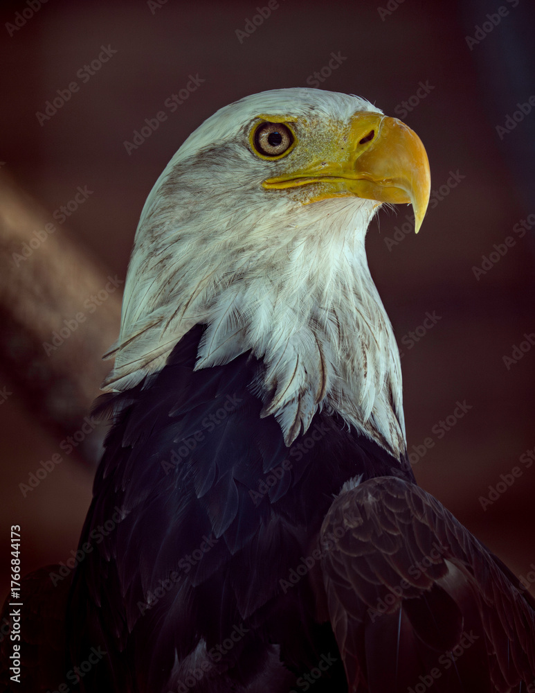 Obraz premium bald eagle portrait