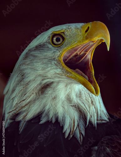 bald eagle portrait