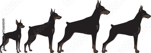 Silhouette of growing dogs, puppy to adult, Doberman breed, side profile, black and brown, canine development, pet growth, animal illustration, standing pose