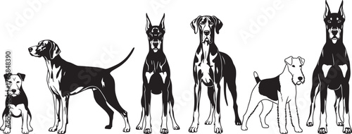 Silhouettes of six dog breeds, side profile, black and white illustration, pet comparison, canine diversity, breed size chart, animal posture design