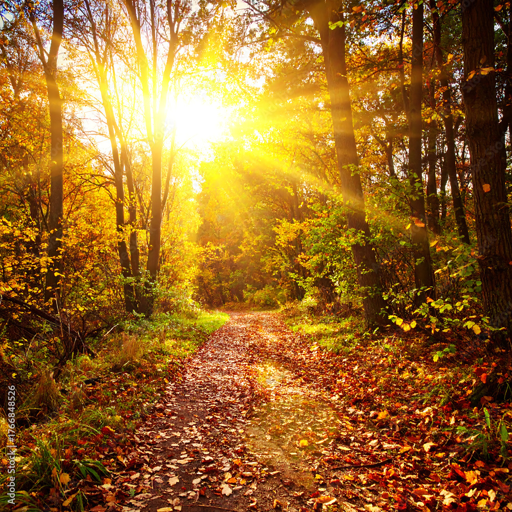 Obraz premium Sunlit forest path with vibrant autumn foliage and golden sunlight beams