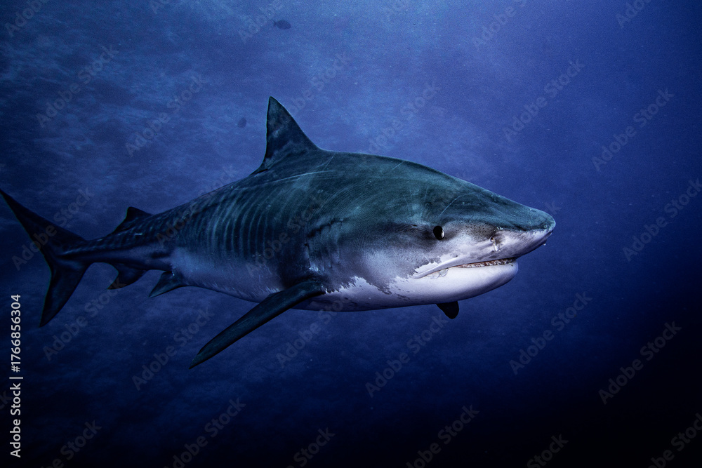Fototapeta premium Tiger shark swimming around Fuvahmulah 5