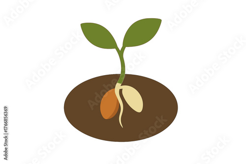 Detailed diagram showing a young seedling sprouting from a seed in fertile soil