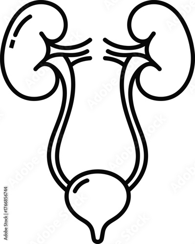 Outline Urinary System Icon Design Isolated Transparent Background Human Anatomy Kidneys Bladder Ureters