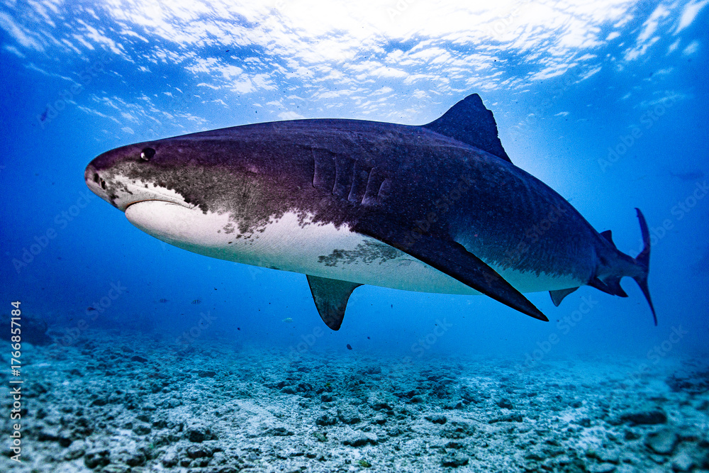 Fototapeta premium Tiger shark swimming around Fuvahmulah 1