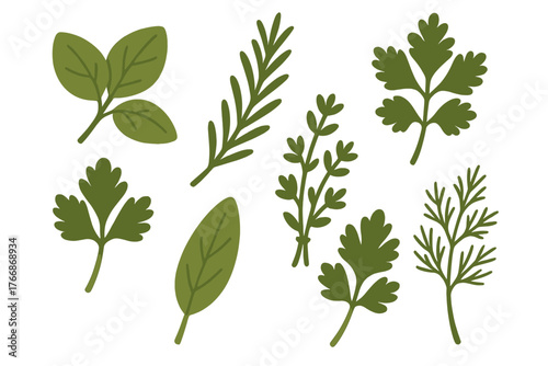 Collection of fresh green culinary herbs and aromatic spices isolated on white