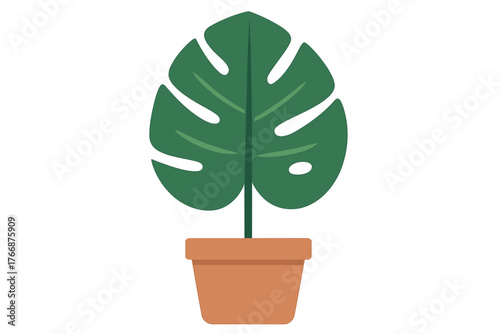 Stylized potted Monstera deliciosa houseplant with large split leaf on white