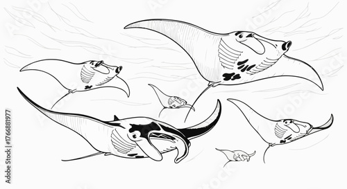 Manta rays swimming underwater minimalist aquatic wildlife illustration.