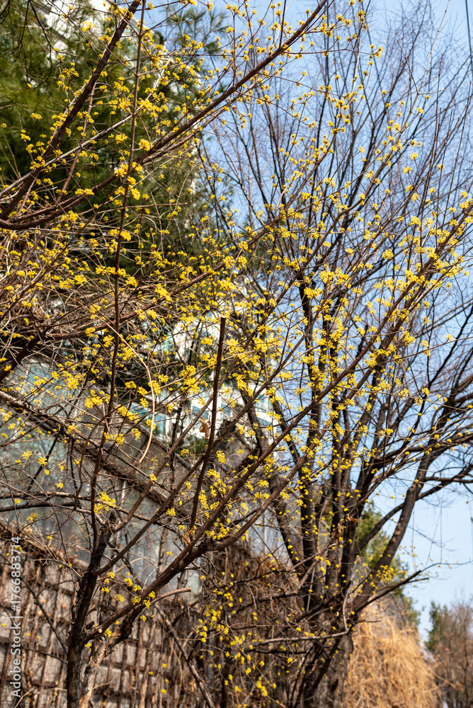 Fototapeta premium Yellow Blossoms on Bare Branches in Spring