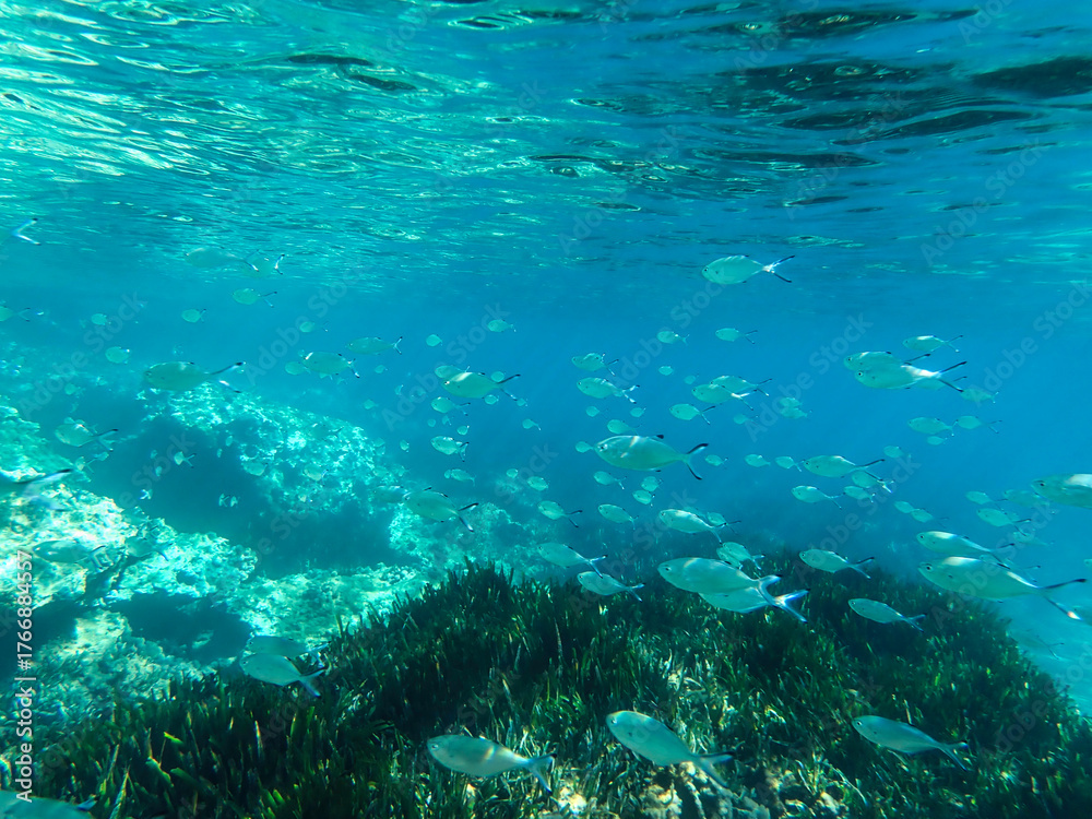 Fototapeta premium Bubbles under the sea in the crystal clear green sea water. Mediterranean sea bubbles, Air bubbles underwater rising to water surface, natural scene, bubbles under water, bubble undersea, Blue water.