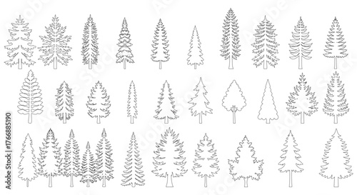 Coniferous Tree Line Drawings — Stylized Evergreen Species