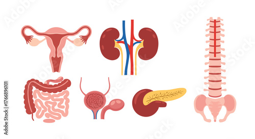 Anatomy of the human body showing different internal organs in a simple illustration on a white background, useful for medical studies and healthcare.