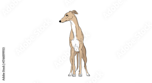Illustration of a standing greyhound dog with a fawn and white coat, looking left on a white background.
