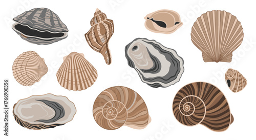 Collection of various seashells in shades of brown and gray on a white background, perfect for marine or coastal themes.