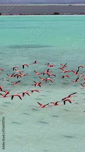 Flamingos Flying At Kralendijk Bonaire Netherlands Antilles. Large Flock Of Pink Flamingos Are Flying Over A Beautiful Lagoon. Coast Sky Seaside Summertime. International Seaside Travel.