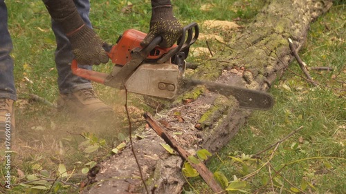 A man in protective gloves cuts a fallen tree with a chainsaw. Close-up view of the cutting process with sawdust flying 4K, 50fps.