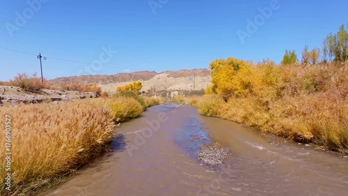 Gobi Desert Poplar Forest