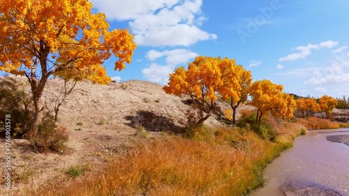 Gobi Desert Poplar Forest