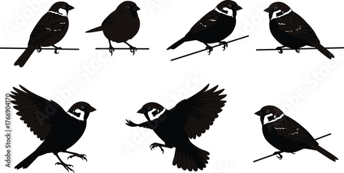 Sparrow Bird Silhouettes in Various Poses and Flight Motion, Perching and Flying Views, Wildlife Vector Illustration for Nature Design Themes