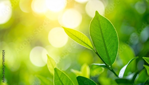 Natural green leaves plants using as spring ans summer background cover page, ecology wallpaper