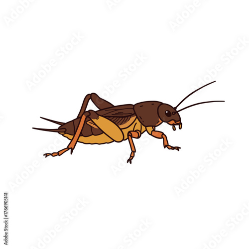 Detailed illustration of a brown cricket insect.