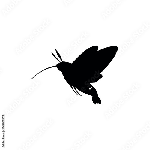 Silhouette of a Hummingbird HawkMoth in Flight.